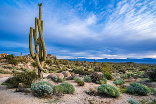 Sonoran Singletrack (2025)